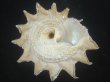 画像3: ニチリンサザエ(Astraea heliotropium) 103.5ｍｍ　特大 (3)
