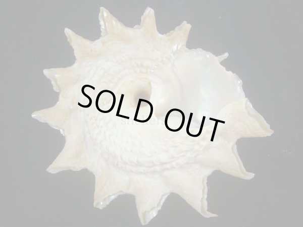 画像3: ニチリンサザエ(Astraea heliotropium) 103.5ｍｍ　特大 (3)