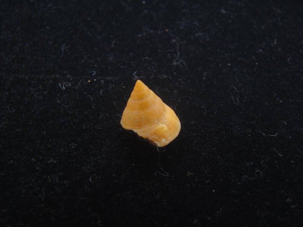 画像2: レグランドアラレエビス(Calliostoma legrandi) (2)