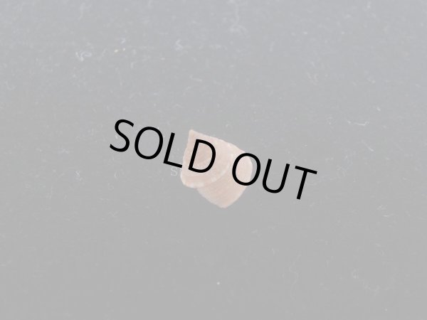 画像2: エビスガイの仲間(Astele sp.) 特美品 (2)