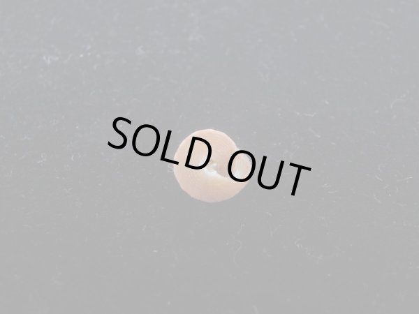 画像3: エビスガイの仲間(Astele sp.) 特美品 (3)