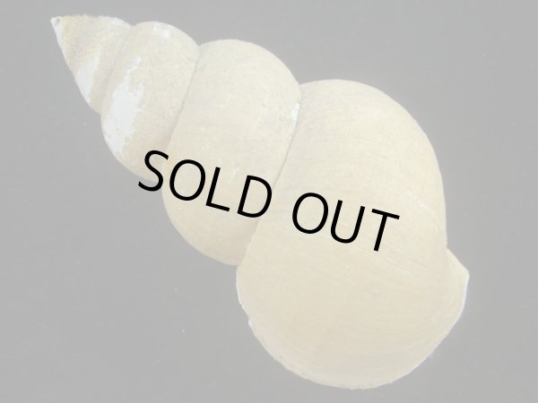 画像2: ホソスジハダアレバイ(Buccinum pemphigum majar) 難ありだけど美品　老成 (2)