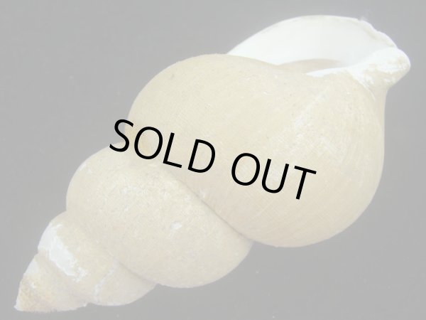 画像3: ホソスジハダアレバイ(Buccinum pemphigum majar) 難ありだけど美品　老成 (3)