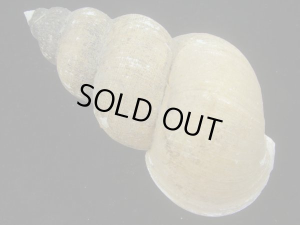 画像2: ホソスジハダアレバイ(Buccinum pemphigum majar) 大　老成 (2)