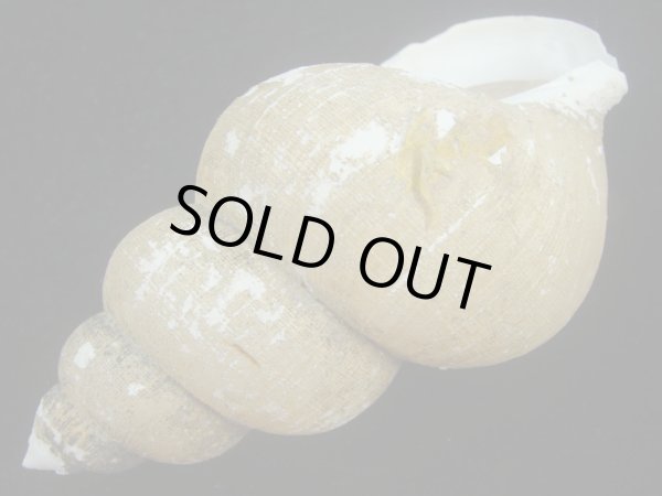 画像3: ホソスジハダアレバイ(Buccinum pemphigum majar) 大　老成 (3)