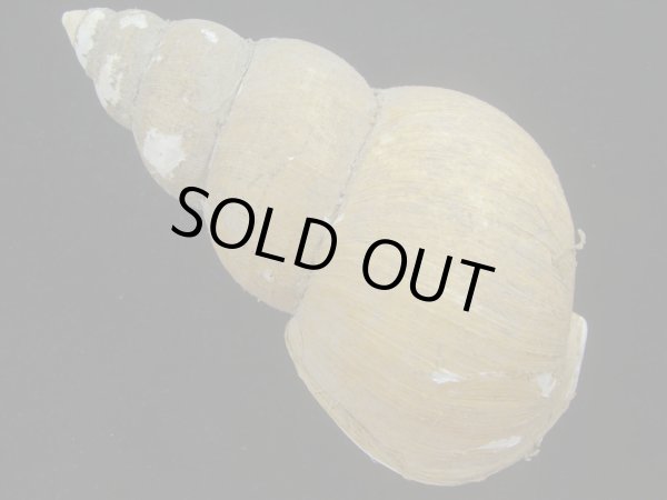 画像2: ホソスジハダアレバイ(Buccinum pemphigum majar)？ 大　老成　美品 (2)