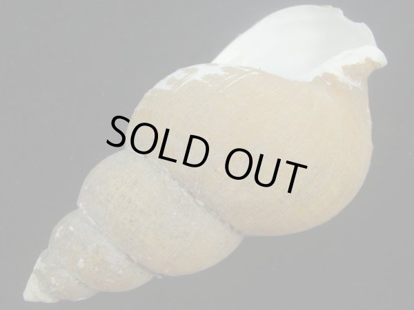 画像3: ホソスジハダアレバイ(Buccinum pemphigum majar)？ 大　老成　美品 (3)