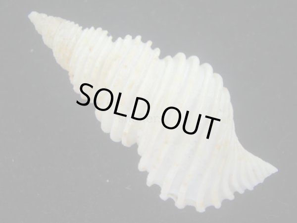 画像2: ウスバヒモマキツムバイ(Colus periscelidus) 死殻だけど美品 (2)