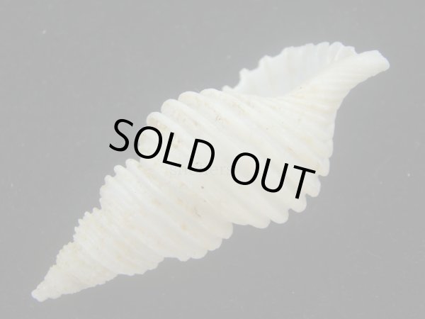 画像3: ウスバヒモマキツムバイ(Colus periscelidus) 死殻だけど美品 (3)