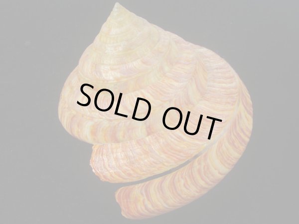 画像2: リュウグウオキナエビス　143ｍｍ　濃色　美品 (2)