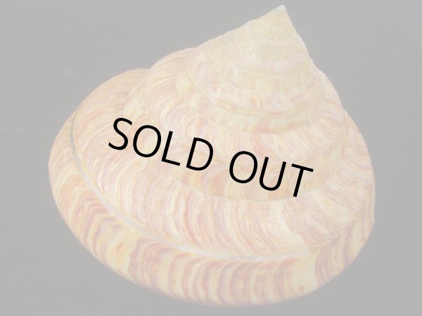 画像3: リュウグウオキナエビス　143ｍｍ　濃色　美品 (3)