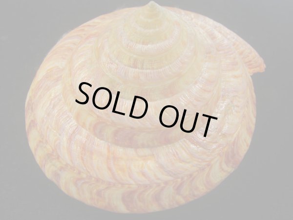 画像4: リュウグウオキナエビス　143ｍｍ　濃色　美品 (4)