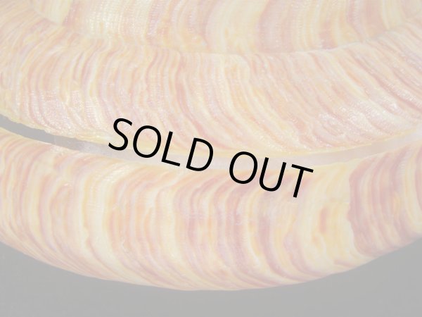 画像6: リュウグウオキナエビス　143ｍｍ　濃色　美品 (6)