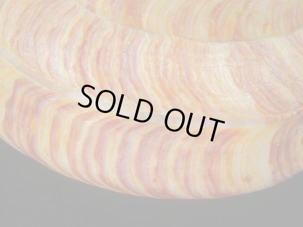 画像7: リュウグウオキナエビス　143ｍｍ　濃色　美品 (7)