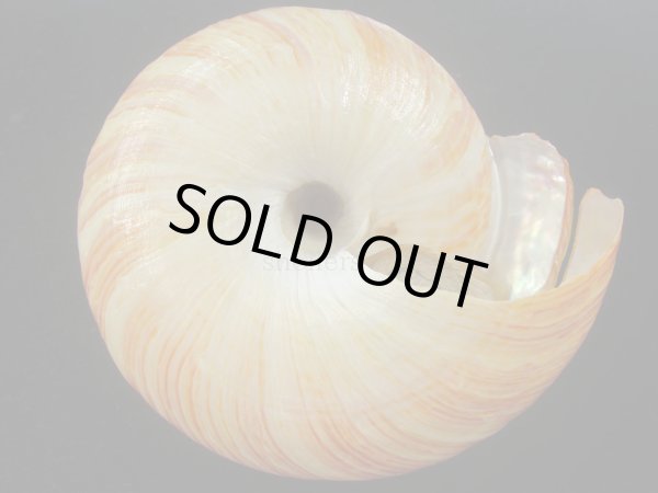 画像8: リュウグウオキナエビス　143ｍｍ　濃色　美品 (8)