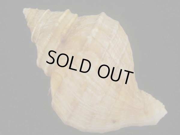 画像2: ウスムラサキエゾボラ(Neptunea purpurea) 美品 (2)