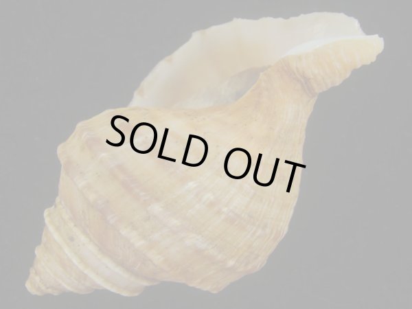 画像3: ウスムラサキエゾボラ(Neptunea purpurea) 美品 (3)