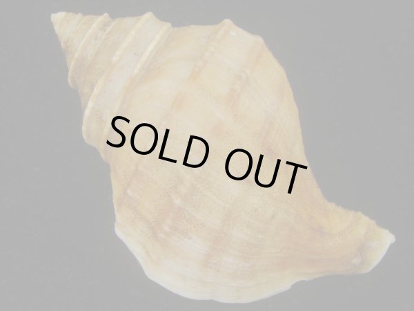 画像2: ウスムラサキエゾボラ(Neptunea purpurea) 老成　美品 (2)