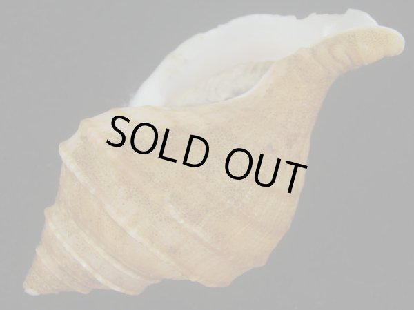 画像3: ウスムラサキエゾボラ(Neptunea purpurea) 老成　美品 (3)