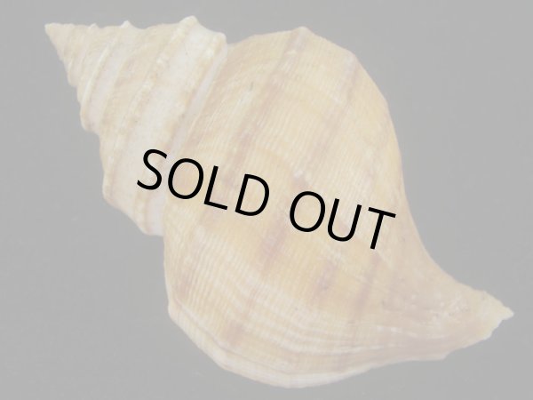 画像2: ウスムラサキエゾボラ(Neptunea purpurea) 美品 (2)