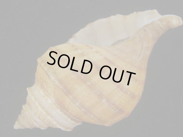 画像3: ウスムラサキエゾボラ(Neptunea purpurea) 美品 (3)