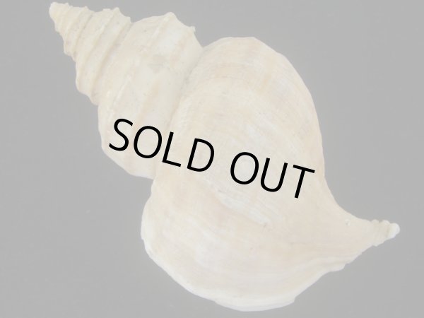 画像2: ウスムラサキエゾボラ(Neptunea purpurea) 難ありだけど大　老成 (2)