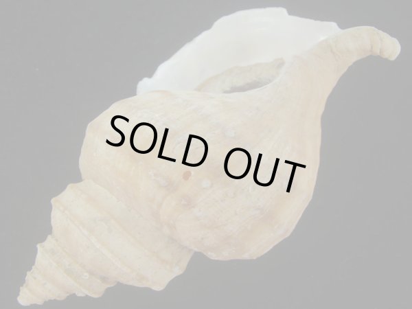 画像3: ウスムラサキエゾボラ(Neptunea purpurea) 難ありだけど大　老成 (3)