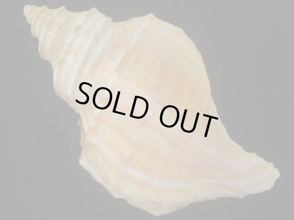 画像2: オビジメエゾボラ(Neptunea lyrata obralete) 美品 (2)