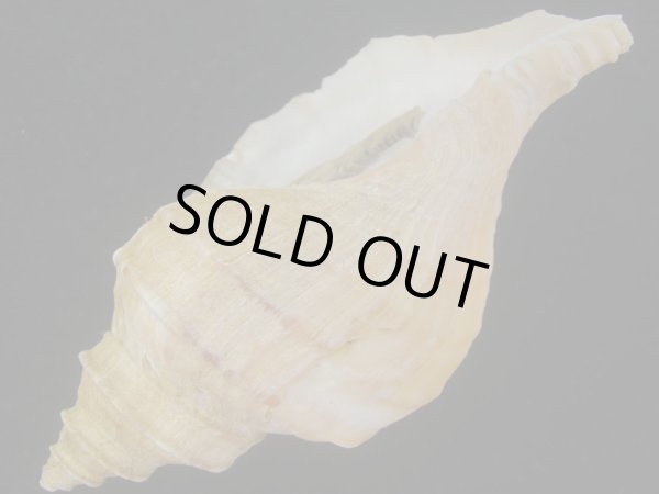 画像3: オビジメエゾボラ(Neptunea lyrata obralete) 美品 (3)