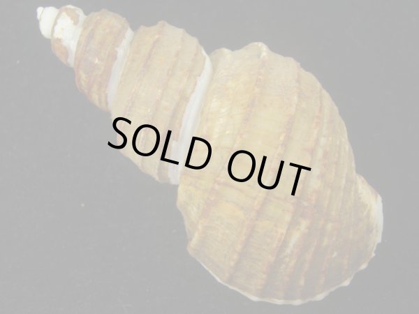 画像2: トスジヤゲンバイ(Clinopegma aequespaceum)  難ありだけど特美品 (2)