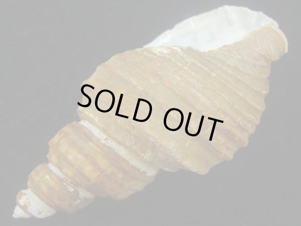 画像3: トスジヤゲンバイ(Clinopegma aequespaceum)  難ありだけど特美品 (3)