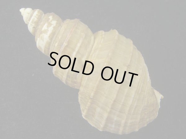 画像2: トスジヤゲンバイ(Clinopegma aequespaceum)  大　美品 (2)