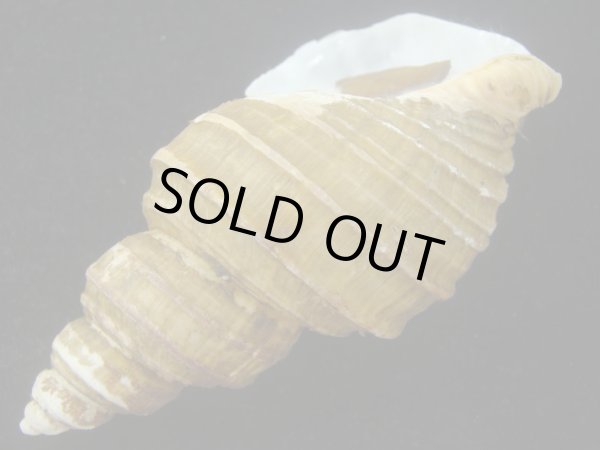 画像3: トスジヤゲンバイ(Clinopegma aequespaceum)  大　美品 (3)