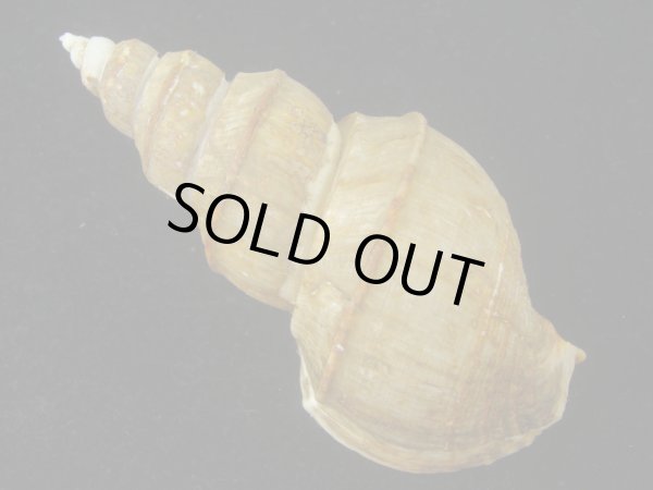 画像2: ヤゲンバイ(Clinopegma unicum damon) 特美品 (2)