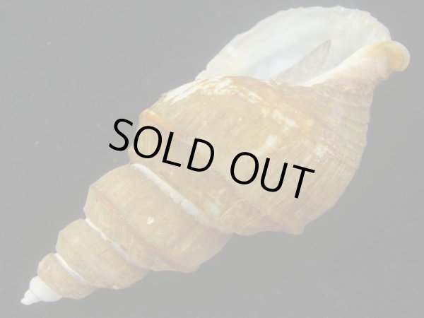 画像3: ヤゲンバイ(Clinopegma unicum damon) 特美品 (3)