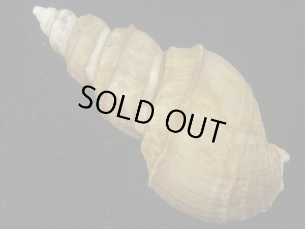 画像2: ヤゲンバイ(Clinopegma unicum damon) 大　美品 (2)