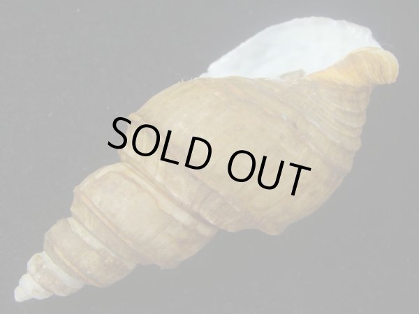 画像3: ヤゲンバイ(Clinopegma unicum damon) 大　美品 (3)