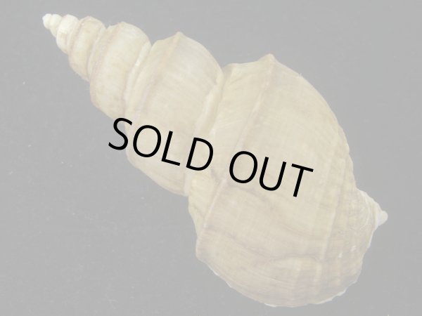 画像2: オオモロハバイ(Clinopegma magnum) 美品 (2)