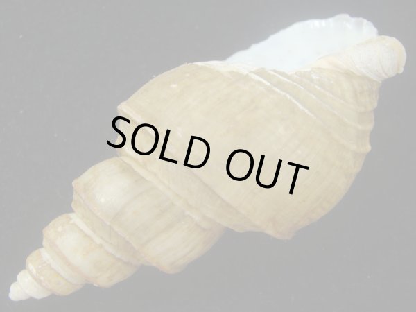 画像3: オオモロハバイ(Clinopegma magnum) 美品 (3)