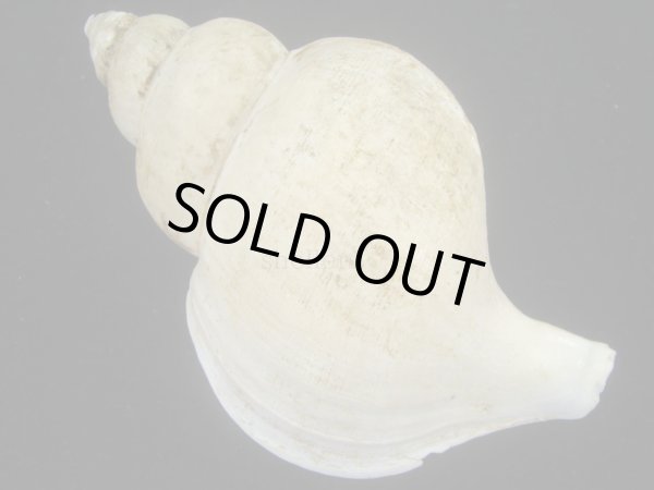 画像2: シンカイエゾボラ(Neptunea nivea) 難ありだけど特老成　美品 (2)