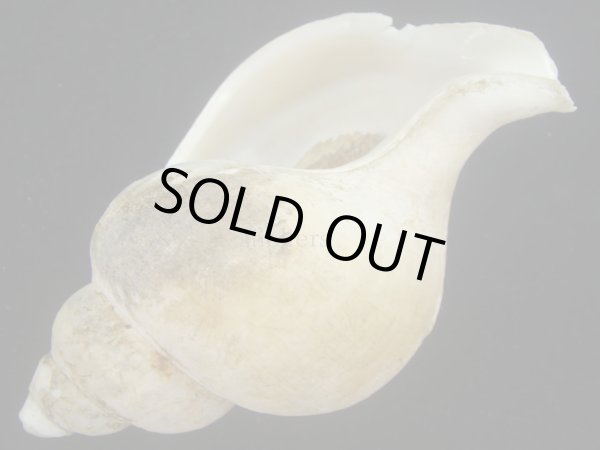 画像3: シンカイエゾボラ(Neptunea nivea) 難ありだけど特老成　美品 (3)