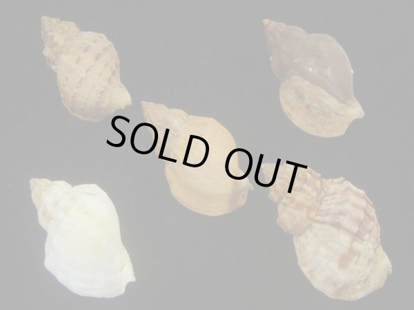 画像2: エゾバイ(Buccinum middendorffi) 5個セット (2)