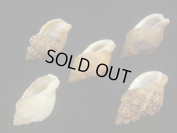 画像3: エゾバイ(Buccinum middendorffi) 5個セット (3)