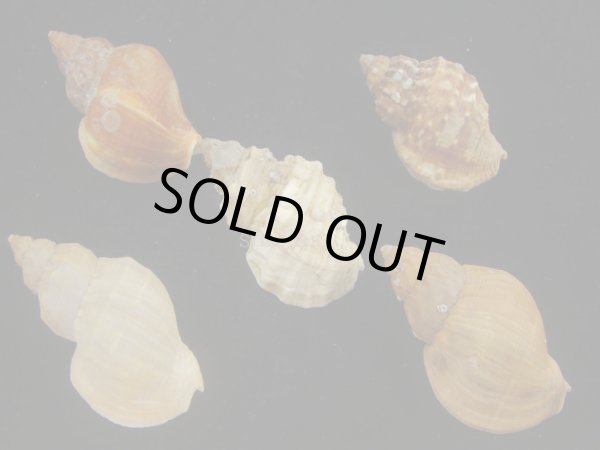 画像2: エゾバイ(Buccinum middendorffi) 美品　5個セット (2)