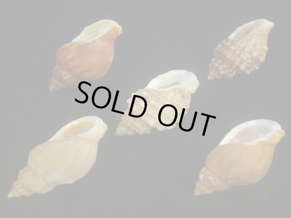 画像3: エゾバイ(Buccinum middendorffi) 美品　5個セット (3)