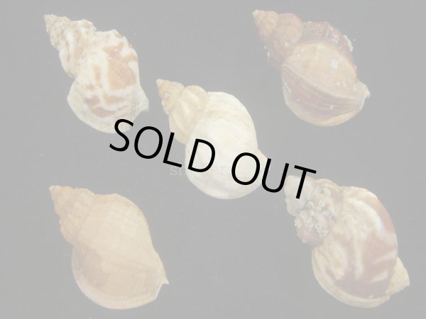 画像2: エゾバイ(Buccinum middendorffi) 5個セット (2)