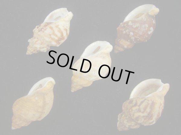 画像3: エゾバイ(Buccinum middendorffi) 5個セット (3)