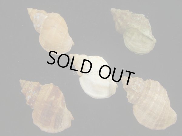 画像2: エゾバイ(Buccinum middendorffi) 美品　5個セット (2)