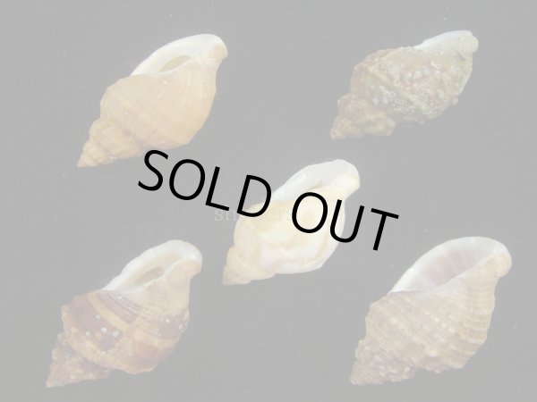 画像3: エゾバイ(Buccinum middendorffi) 美品　5個セット (3)