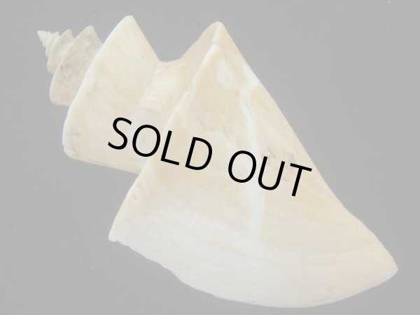 画像2: チマキボラ(Thatcheria mirabilis) 大　美品 (2)